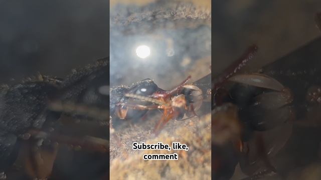 Ants sharing food #antkeeping #harpegnathos @AntsCanada смотреть онлайн