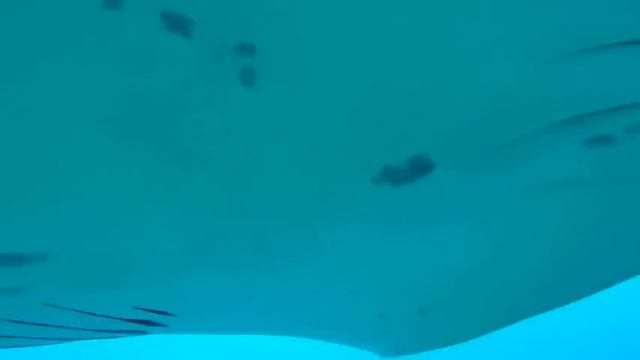Manta Ray, Bora Bora, DiveNSmile, Scuba смотреть онлайн