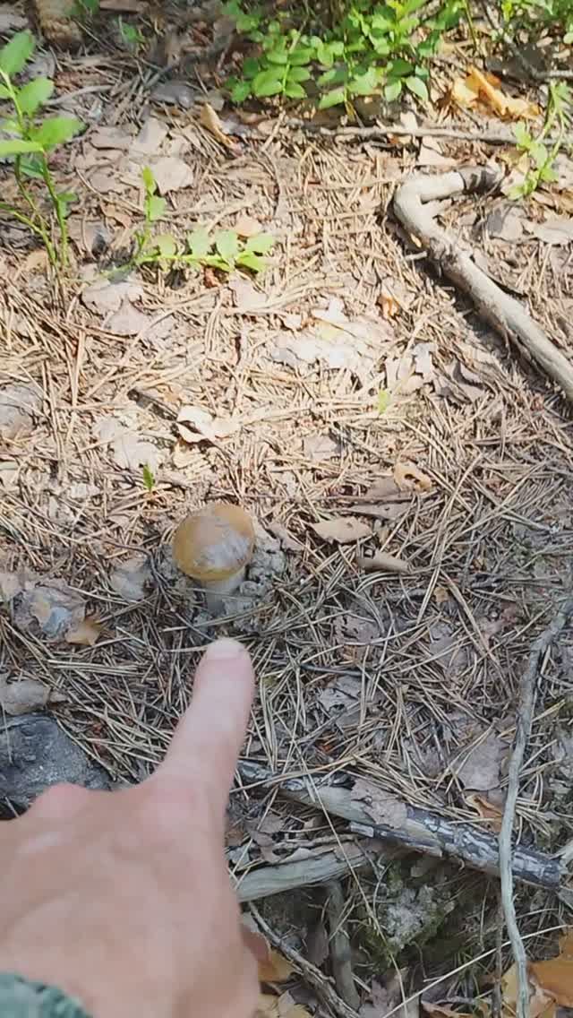 За лисичкой пойдешь грибы 2024 смотреть онлайн