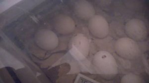 Самодельный инкубатор и инкубация яиц.