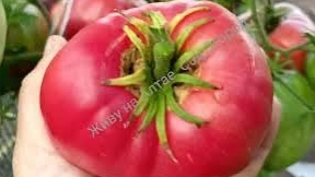 Коллекционный сорт томата "Тайные сокровища вечности"