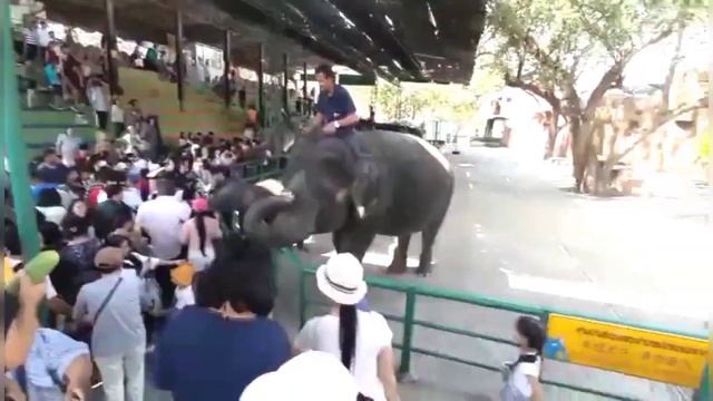 Thailand vlog / Sriracha Tiger Zoo/Part-2/Reshus kitchen travel vlog смотреть онлайн