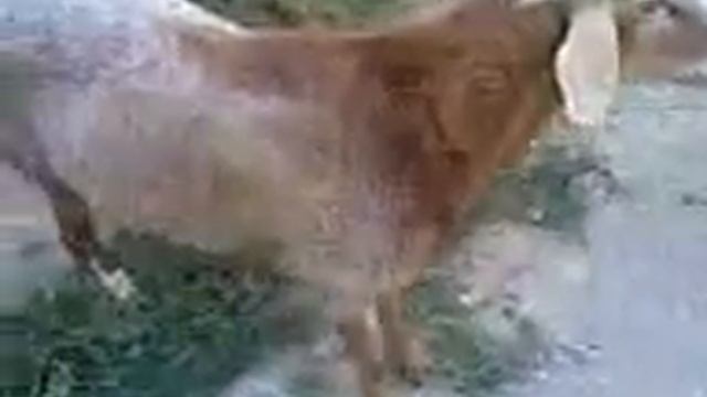 курдюк смотреть онлайн