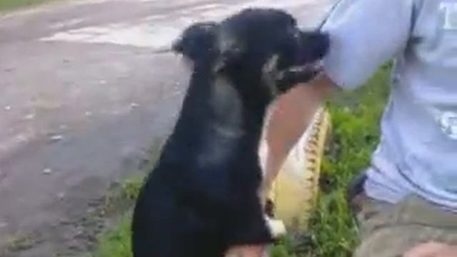 Прикол с щенком смотреть онлайн