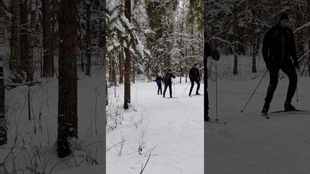 Лыжи в Доброграде! ⛷️👍