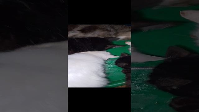 Коту подарили игрушечку 🐱