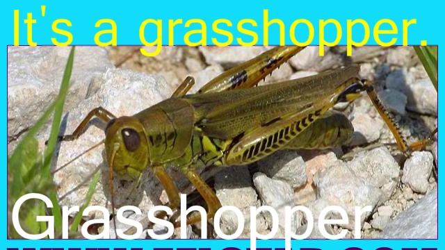 Children's Vocabulary Lab - Insects смотреть онлайн