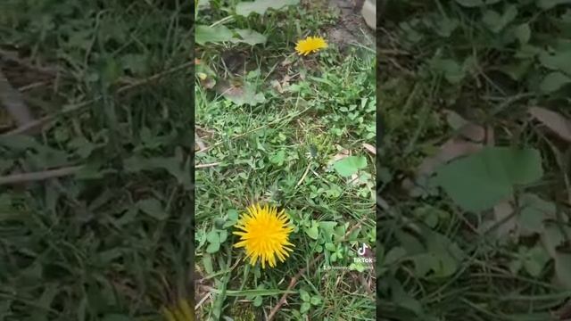 Красотка апреля #всочиумаши Розовая 🌹 в апреле в Сочи смотреть онлайн