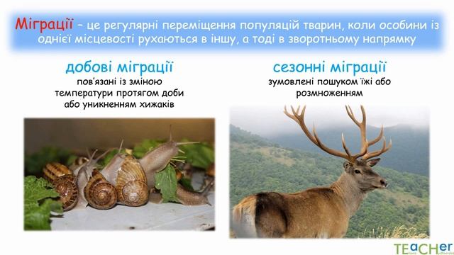 Способи орієнтування тварин. Хомінг. Міграції смотреть онлайн