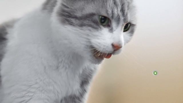 Publicité Dentalife (Purina) смотреть онлайн