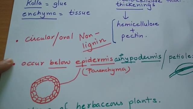 #collenchyma,#permanenttissue,#anatomyoffloweringplants. Collenchyma tissue. смотреть онлайн