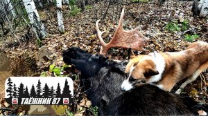 ДОБЫЛИ ЛОСЯ И СЪЕЛИ МОЗГИ! ДОРАБОТКА СОЛОНЦОВ И ТАЁЖНАЯ ЖИЗНЬ.