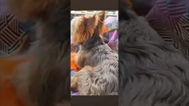 Лаки в опочивальне✨ смотреть онлайн