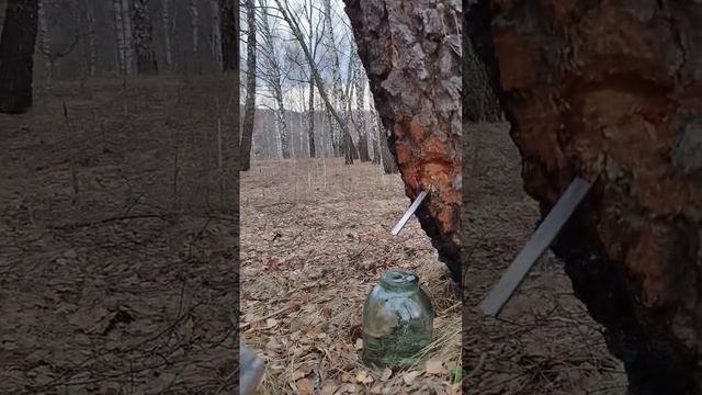 Берёзовый сок день второй #домиквдеревнеtv #shorts смотреть онлайн