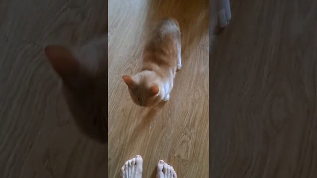 Есть только одно средство, чтобы отпугнуть кота #кот #кошки #шортс #защитаоткошек #shorts смотреть онлайн