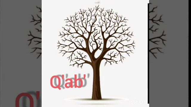 Las partes de una planta en poqomam смотреть онлайн