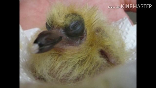 Птенцовое развитие голубей смотреть онлайн