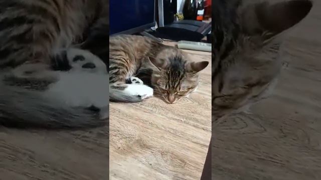 #моялюбовь #спокойнойночи смотреть онлайн
