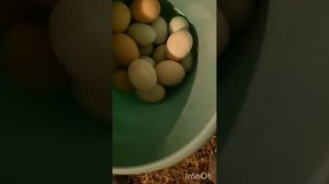 Лучшие куры несушки. Каких выбрать: кроссов ломан браун, доминантов, хайсексов или продную птицу?