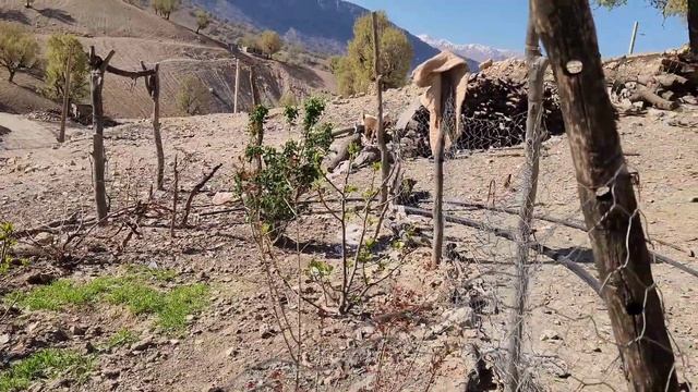 "From a stone to a smile: repairing the teeth of Masouma operator смотреть онлайн