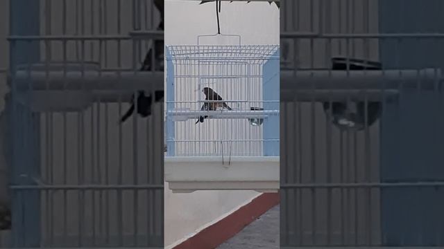 Спаривание Щегол и Канарейка смотреть онлайн