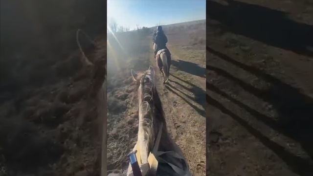 конныйдвор .-Золотая Грива