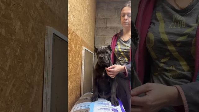 Серая девочка 2,5 мес