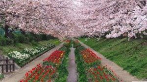 ЯПОНИЯ САДЫ ВЕСЕННИЕ ТЮЛЬПАНЫ И САКУРА  распускаются весенними цветами один за другим