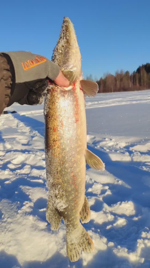 Сезон 2025 года открыт. Жерлицы. Щука. Карпинск