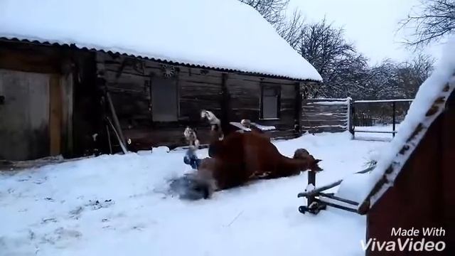 АКАПИТО (Аляска-Капито-Кинг) смотреть онлайн