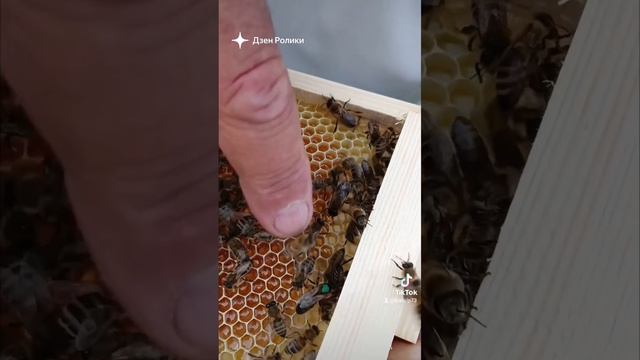 Облётка молодых маток 🐝#shorst смотреть онлайн