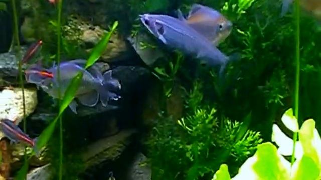 Phenacogrammus interruptus смотреть онлайн