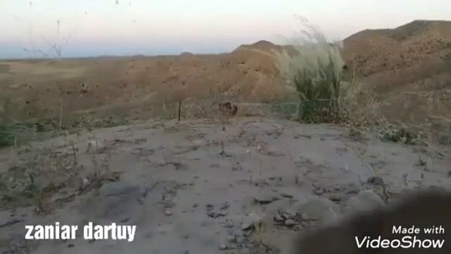 See See partridge sound Кабги Зирак Шикор смотреть онлайн