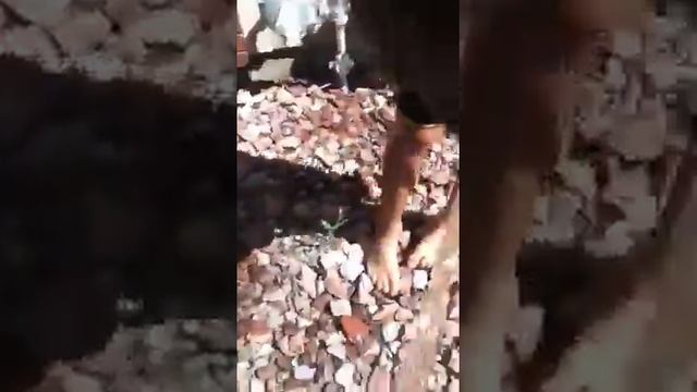 Max vs cinnamon смотреть онлайн