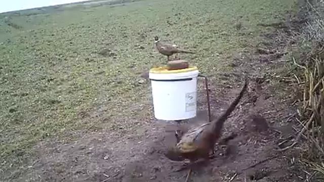 Фазан и кролик смотреть онлайн