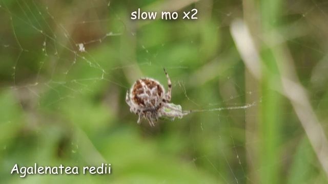 Паук кругопряд Agalenatea redii на охоте смотреть онлайн