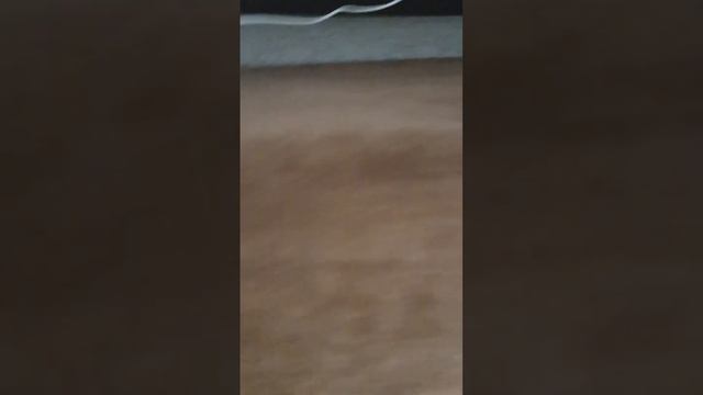 Ленивый выходной #шортс #cats #кошки смотреть онлайн