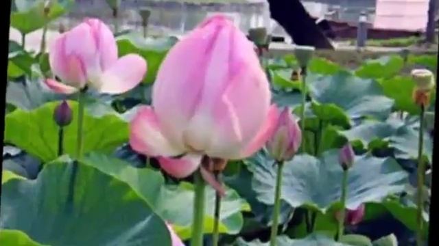 С Днем Рождения Зинаиде смотреть онлайн