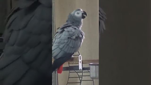 Зачётный концерт нашей дорогой птички! смотреть онлайн