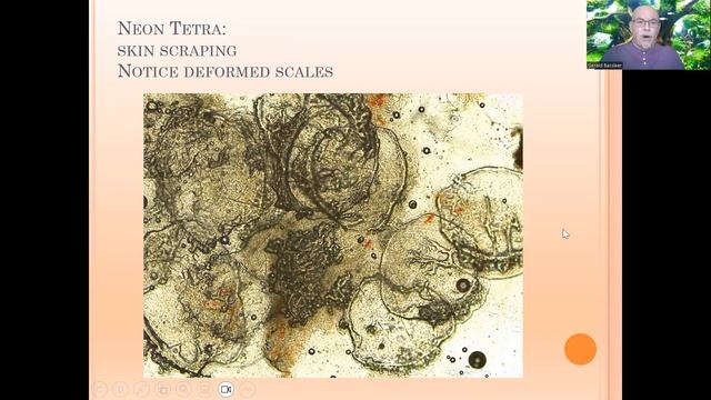 Fish disease case nr. 201 Neon tetra, Paracheirodon innesi, with deformations, maybe viral infectio смотреть онлайн