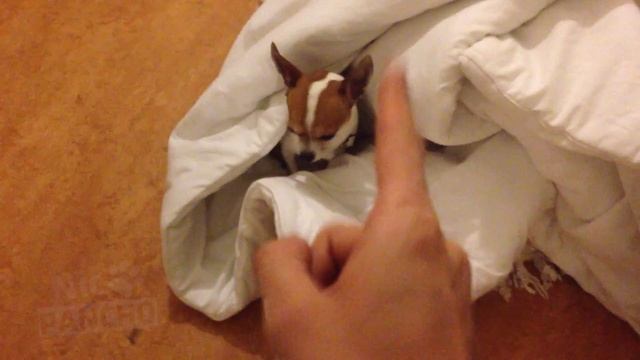 Pancho chihuahua exausted by my stupid songs смотреть онлайн