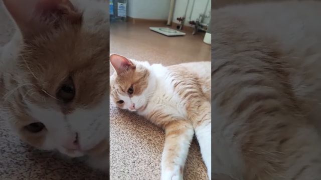 Том - маменькин сынок!) #безкотаижизньнета #кошкиэтокошки #кошкитакиекошки смотреть онлайн