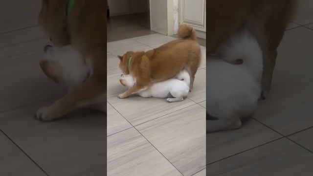 Ночной дурняк смотреть онлайн