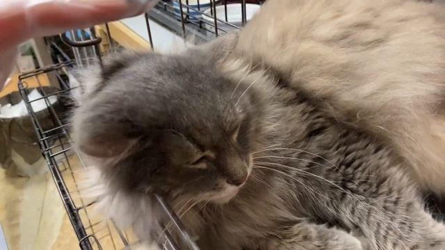 Вежливый Мутон