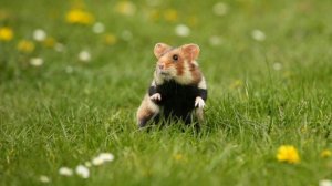 Песня Мы хомяки и мы хомчим.