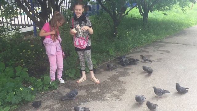 Голуби едят булку смотреть онлайн