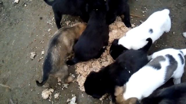 DED MOROZ приходит в гости с подарками в виде каши с мясом. смотреть онлайн