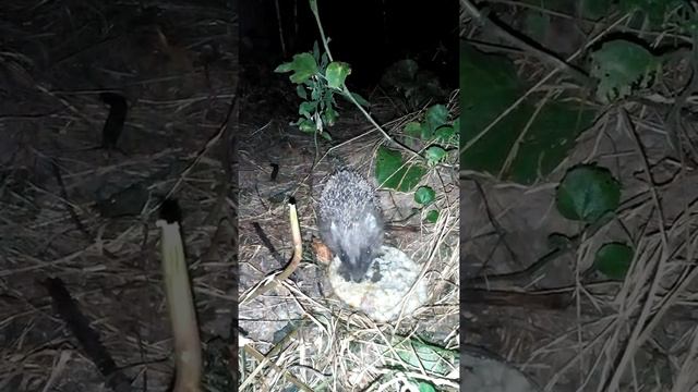 Маленький ёжик кушает кашу смотреть онлайн