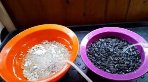 Начинаю выращивать микрозелень на балконе
