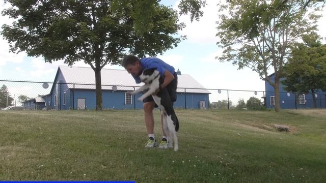 Your COMPLETE Dog Training Leadership Assessment смотреть онлайн